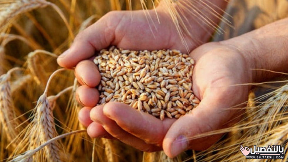 معلومات هامة عن الأرز الشعير في مصر